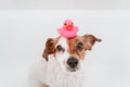 cute lovely small dog wet in bathtub, clean dog with funny pink toy duck on head. Pets indoors Royalty Free Stock Photo