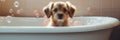 cute lovely small dog wet in bathtub, clean puppy. banner. Generative ai