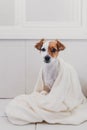 Cute lovely small dog wet in bathtub. Young woman owner getting her dog dried at home. white background Royalty Free Stock Photo