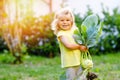 Cute lovely toddler girl with kohlrabi in vegetable garden. Happy gorgeous baby child having fun with first harvest of Royalty Free Stock Photo