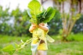 Cute lovely toddler girl with kohlrabi in vegetable garden. Happy gorgeous baby child having fun with first harvest of Royalty Free Stock Photo