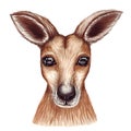 Cute lovely watercolor illustration of kangaroo face. Baby shower, nursery decor isolated on white.