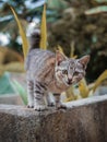 A cute lover cat Royalty Free Stock Photo