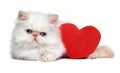 Cute lover persian kitten with a red heart