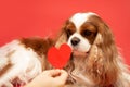 Cute lover valentine cavalier king charles spaniel with red heart, on red background. Owners hand hold out heart to dog