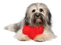 Cute lover Valentine Havanese dog with a red heart