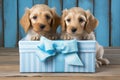 A cute lover valentine puppy dog couple with a gift box