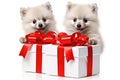 A cute lover valentine puppy dog couple with a gift box on white background