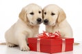 A cute lover valentine puppy dog couple with a gift box on white background