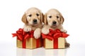 A cute lover valentine puppy dog couple with a gift box on white background