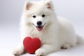 A cute lover valentine puppy dog with a red heart Royalty Free Stock Photo