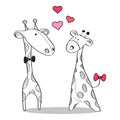 Cute loving giraffes