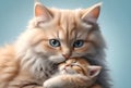 cute loving two cats, dad and son Royalty Free Stock Photo