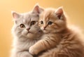 cute loving two cats, dad and son Royalty Free Stock Photo