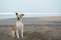 Cute loyal dog sitting on beach front Royalty Free Stock Photo