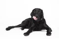 Cute lying black dog2 Royalty Free Stock Photo