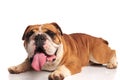 Cute lying brown and white bulldog looks to side