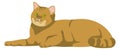 Cute lying cat. Funny pet. Cartoon kitten