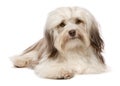 Cute lying chocolate Havanese dog Royalty Free Stock Photo