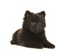 Cute lying down black pomeranian puppy dog isolated on a white b