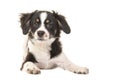 Cute lying mixed breed black and white puppy dog Royalty Free Stock Photo