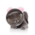 Cute lying scotish fold wearing cone and pink ears headband