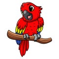 Cute macaw bird cartoon on white background