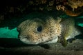 Cute macro creatures underwater off the Dutch Caribbean island of St Maarten