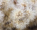 Cute macro photo of texture dry flower blossom