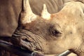 Cute macro Rhino standing with texture skin.
