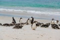 Group of Magellanic penguins laying and standing together on beautiful white beach of New Island, Falkland Islands. Royalty Free Stock Photo