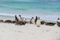 Group of Magellanic penguins with chick laying and standing together on beautiful white beach of New Island, Falkland Islands. Royalty Free Stock Photo