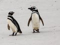 Two Magellanic penguins walking together on beautiful white beach of South Atlantic Ocean, New Island, Falkland Islands Royalty Free Stock Photo