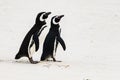 Two Magellanic penguins walking together on beautiful white beach of South Atlantic Ocean, New Island, Falkland Islands Royalty Free Stock Photo