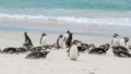 Chick of magellanic penguin standing in circle of lying adults on beautiful white beach of New Island, Falkland Islands. Royalty Free Stock Photo