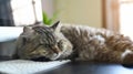 Cute Main Coon cat is lying on the working desk surrounded by a computer monitor and keyboard Royalty Free Stock Photo