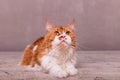 Cute main coon cat on the wooden background