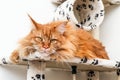 Maine Coon cat is lying on the play house Royalty Free Stock Photo