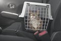 Cute Maine coon cat in a pet carrier stands on the passenger seat.