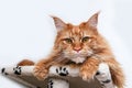 Cute Maine Coon cat on a play house Royalty Free Stock Photo