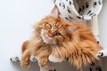Cute Maine Coon cat on a play house Royalty Free Stock Photo