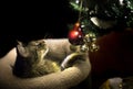 Cat Playing with Christmas Tree Ornament Royalty Free Stock Photo