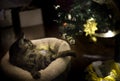 Cat Playing with Christmas Tree Ornament Royalty Free Stock Photo