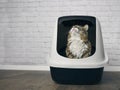 Cute maine coon cat sitting in a closed llitter box and looking curious up. Royalty Free Stock Photo