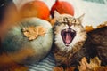 Cute Maine coon cat yawning with funny expression, lying in autumn leaves on rustic table with pumpkins. Adorable hungry tabby cat Royalty Free Stock Photo