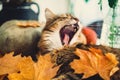 Cute Maine coon cat yawning with funny expression, lying in autumn leaves on rustic table with pumpkins. Adorable tabby cat with