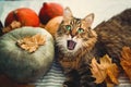 Cute Maine coon cat yawning with funny expression, lying in autumn leaves on rustic table with pumpkins. Adorable tabby cat with