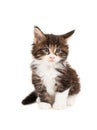 Cute Maine Coon kitten