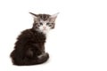 Cute Maine Coon kitten alert Royalty Free Stock Photo