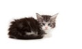 Cute Maine Coon kitten